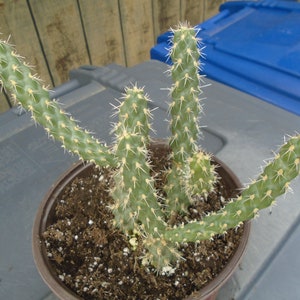 Medium Sized Cholla Group, Fully Rooted Cylindropuntia Cactus,  2 To 3 Plants in Group