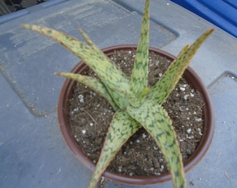 Aloe "Pink Blush" Plant, Fully Rooted Aloe Hybrid, PPAF