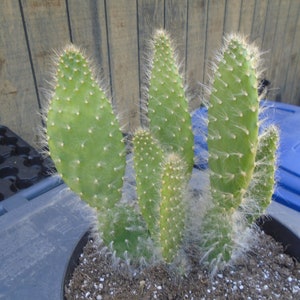 Opuntia Snow Plant Fully Rooted  AKA Blue Jacket  D