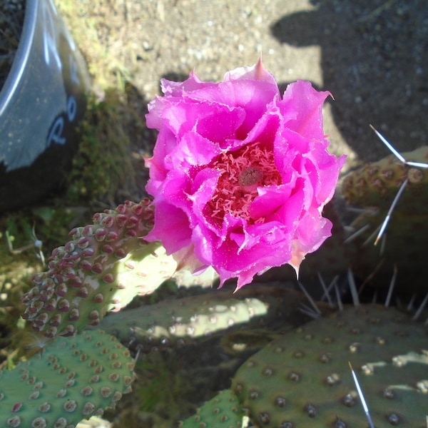 Opuntia "SPARKLES'  Utahensis Hybrid - 1 Pad - Prickly Pear, Cold Hardy Cactus/Succulent