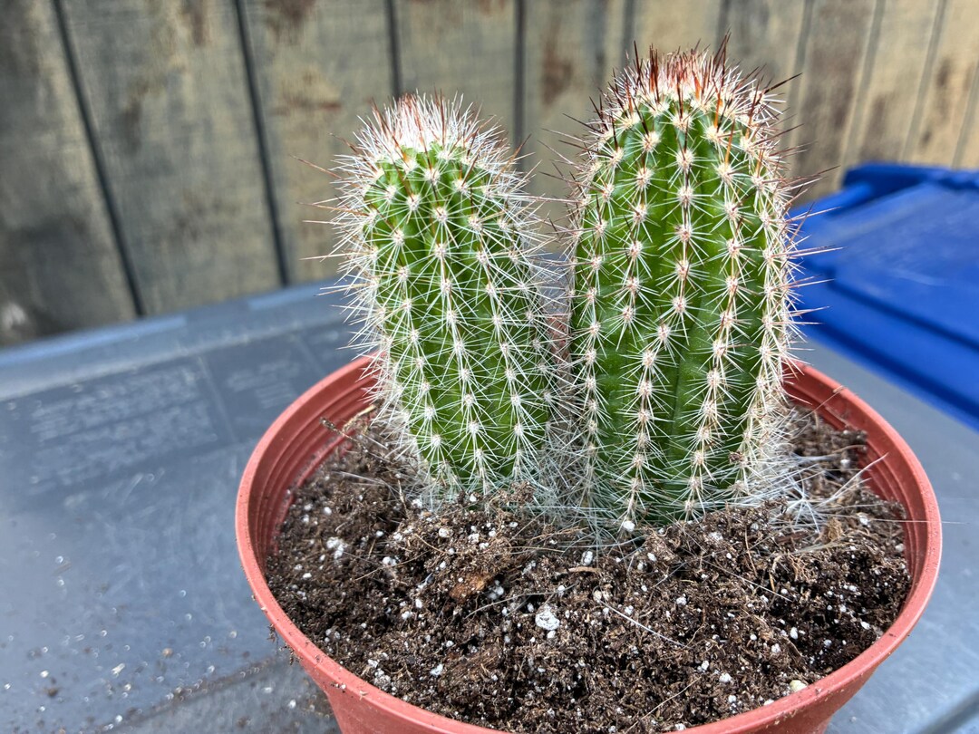 Two Thrixanthocereous Cullmanianus Cactus Plants, Fully Rooted, Columnar  Type Plant - Etsy