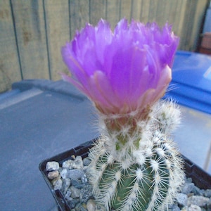 Echinocereus Baileyi, Fully Rooted Cactus, (small) - Etsy