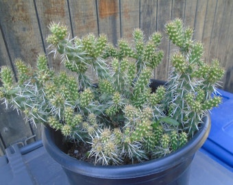 Exact Opuntia "Whipplei" Plant, (Dwarf Silver Sheen Cholla), Cold Hardy Cactus, 1T, Each Listing Different