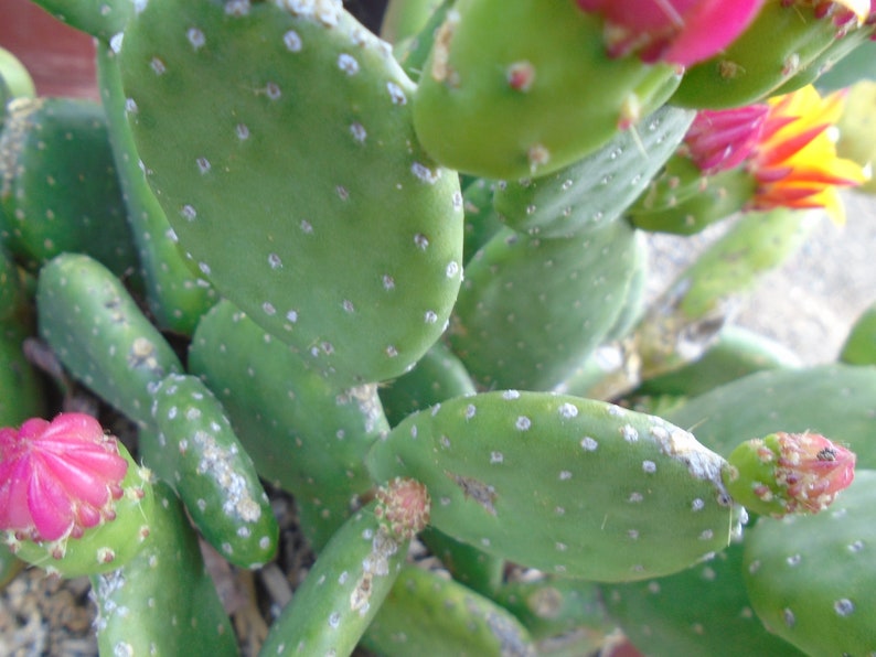 Opuntia Tacinga Inamoena Marlon's Dwarf Prickly Pear 2 Pads image 3