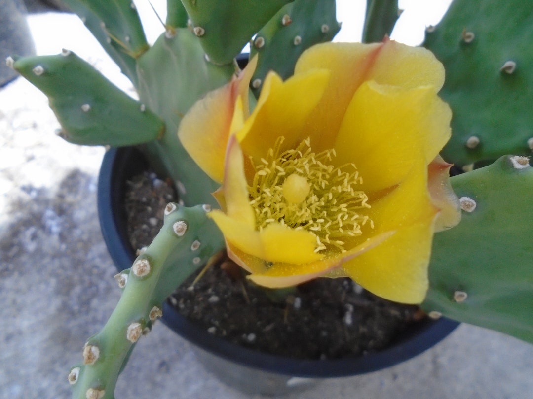 Opuntia Desert Ace, One Pad, Prickly Pear, Cactus Etsy
