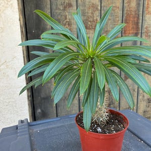 Exact Pachypodium Lamerei, Fully Rooted Plant, 6,  Each Listing Different