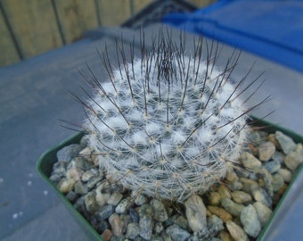 NEW Mammillaria SP Ritteriana Cactus Plant, Fully Rooted, Prickly Cactus