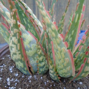 Puede incluir: Primer plano de una planta suculenta en maceta con hojas variegadas verdes, blancas y rosadas. Las hojas est&aacute;n dispuestas en forma de roseta y tienen una superficie ligeramente texturizada.
