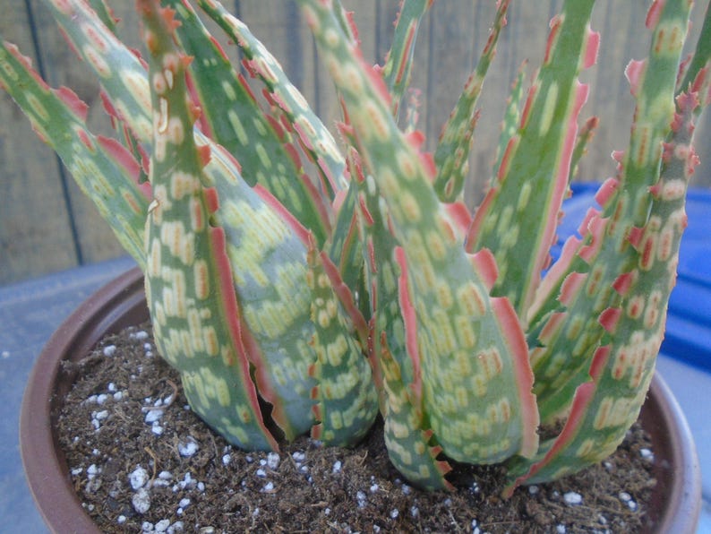 Puede incluir: Primer plano de una planta suculenta en maceta con hojas variegadas verdes, blancas y rosadas. Las hojas est&aacute;n dispuestas en forma de roseta y tienen una superficie ligeramente texturizada.