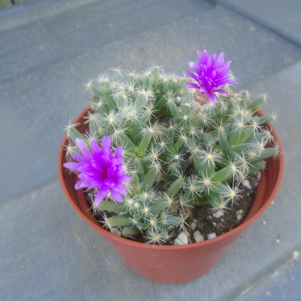 Desert Rose Miniature Group- African Bonsai- Trichodiadema Densum, Small Multi- Rooted Plants, Succulent