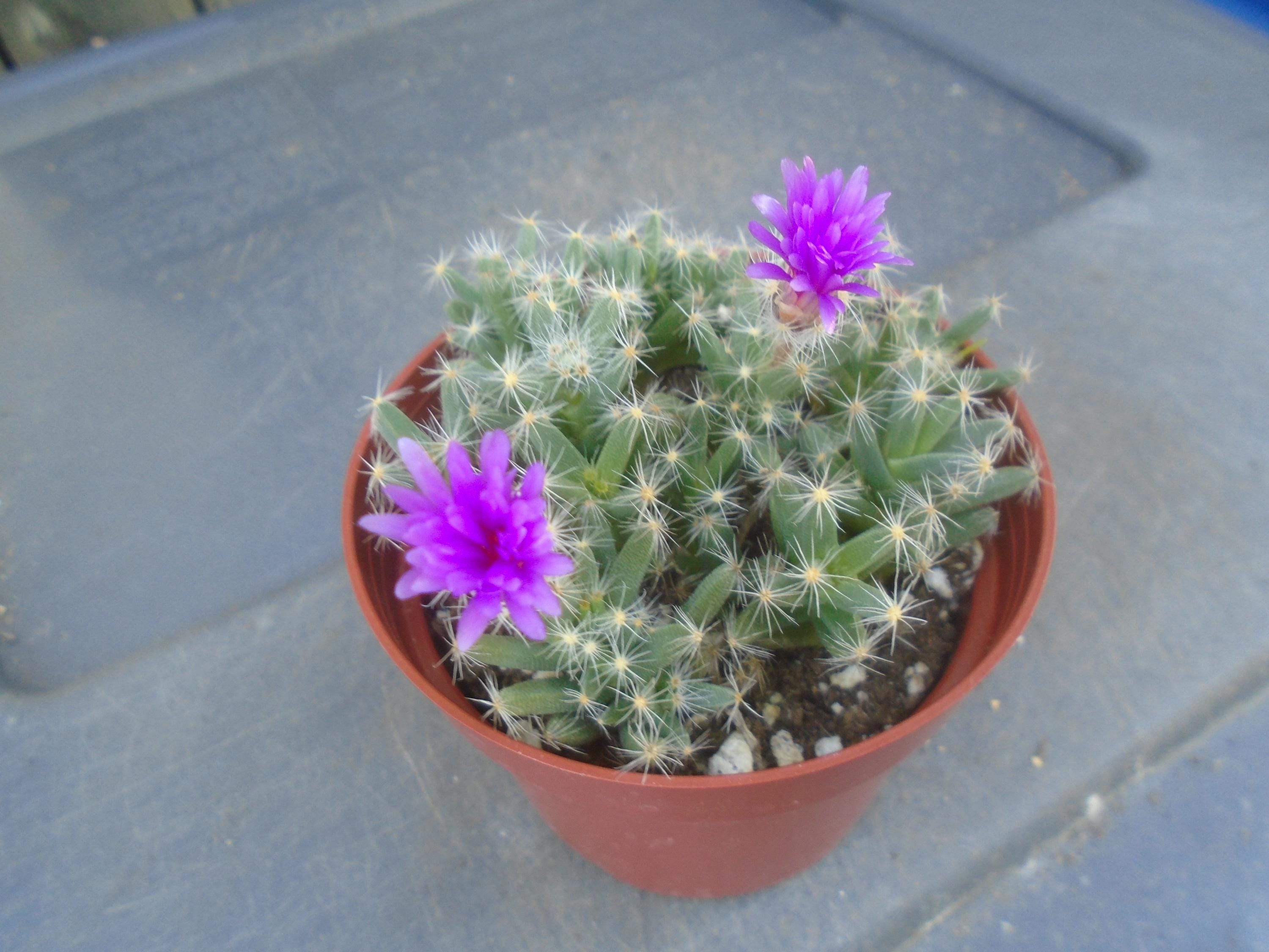 Desert Rose Miniature Group- African Bonsai- Trichodiadema Densum, Small  Multi- Rooted Plants, Succulent