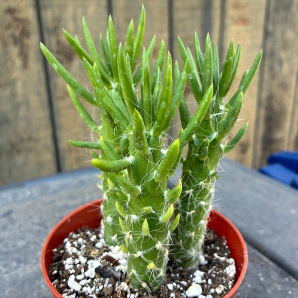 3 Eve's Needle Cacti, Fully Rooted Plants, Austrocylindropuntia Subulata, Very Prickly Cactus, Back In Stock