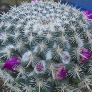 Old Lady Cactus Plant, Fully Rooted, Mammillaria Hahniana