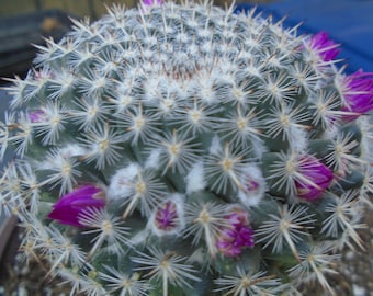 Old Lady Cactus Plant, Fully Rooted, Mammillaria Hahniana