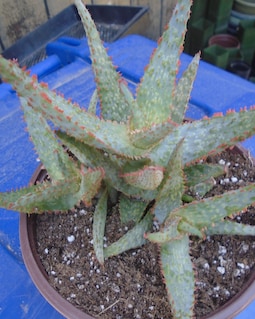 Aloe 