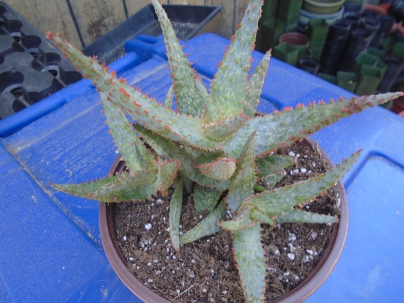 Aloe 