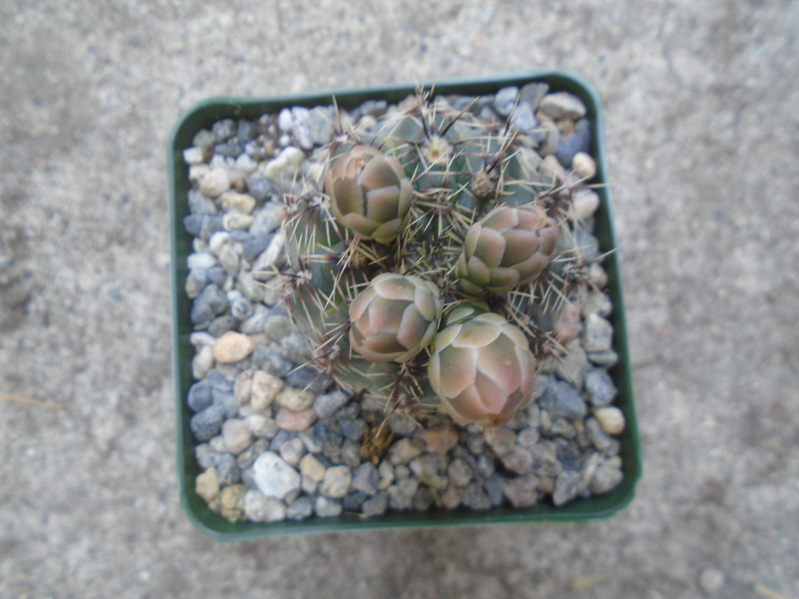 Gymnocalycium Erinaceum Cactus Plant, Fully Rooted, Origin Argentina, Small  - Etsy