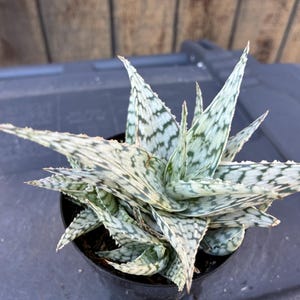 Exact Aloe "Blizzard" Plant, Fully Rooted Hybrid  4A, Hummingbird Friendly,  Each Listing Different