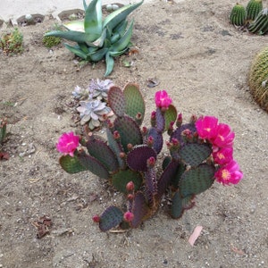 Opuntia "Beaverita" One Pad, Hybrid Prickly Pear Cactus