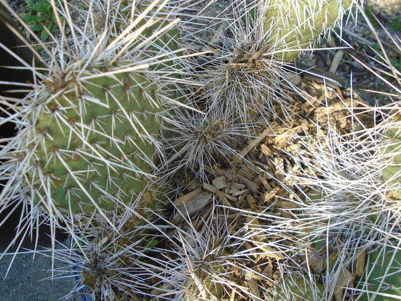 Opuntia hot pink porcupine cactus opuntia  etsy