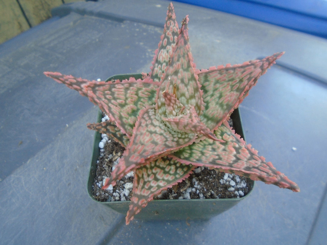 Aloe Firecracker Plant, Fully Rooted Hybrid, Hummingbird Friendly Etsy