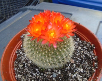 Notocactus Haselbergii, Scarlet Crown Cactus,   Fully Rooted,  AKA Sweetheart Cactus