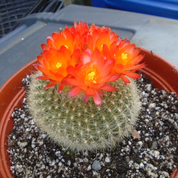 Notocactus Haselbergii, Scarlet Crown Cactus,   Fully Rooted,  AKA Sweetheart Cactus