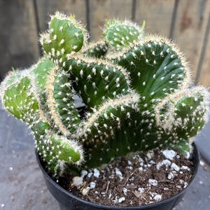 Exact Eve's Needle Crest- Fully Rooted Plant- Opuntia Subulata Cristata,  Cactus, 4T, Each Listing Different - Etsy