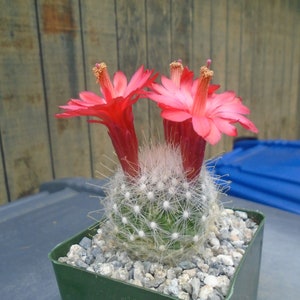 Mammillaria Senilis Cactus Plant - Fully Rooted Cactus, Native to Mexico  (Small)  AKA Cochemiea Senilis