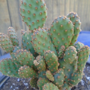 Opuntia Rufida Minima Montrose Fully Rooted Cactus Plant image 5