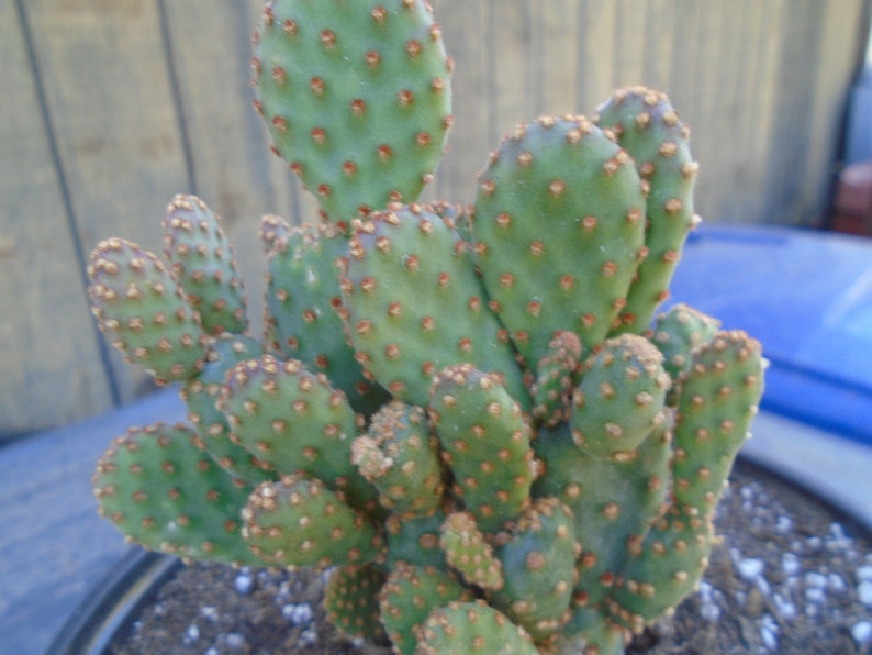 Opuntia Rufida Minima Montrose Fully Rooted Cactus Plant image 5