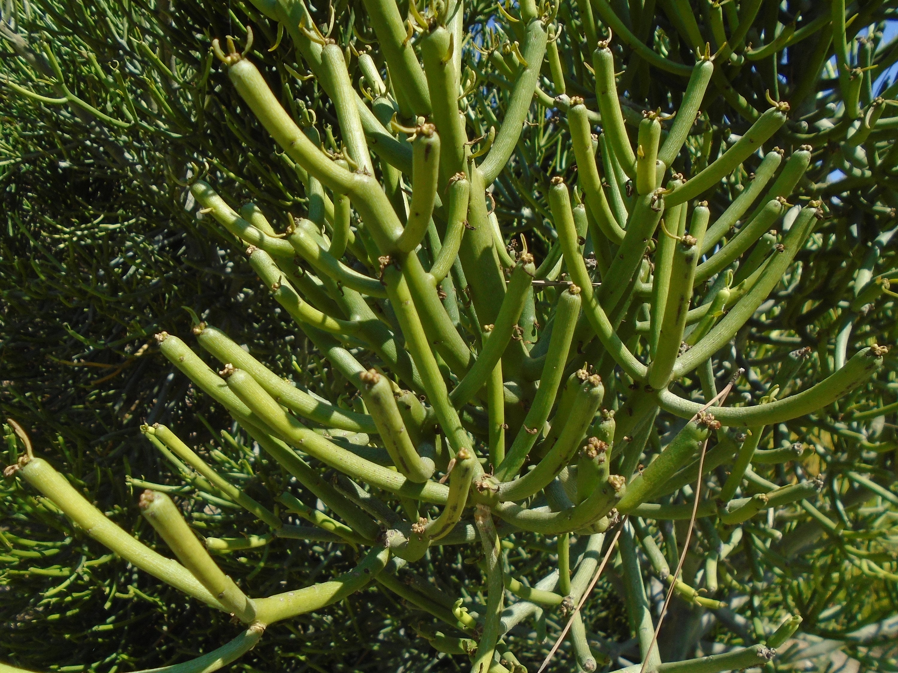 Euphorbia Tirucallii Pencil Cactus - 4 Non-Rooted Cuttings