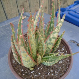 Puede incluir: Una planta de aloe variegada con hojas verdes, blancas y rosadas que crece en una maceta marr&oacute;n. La planta est&aacute; en primer plano.