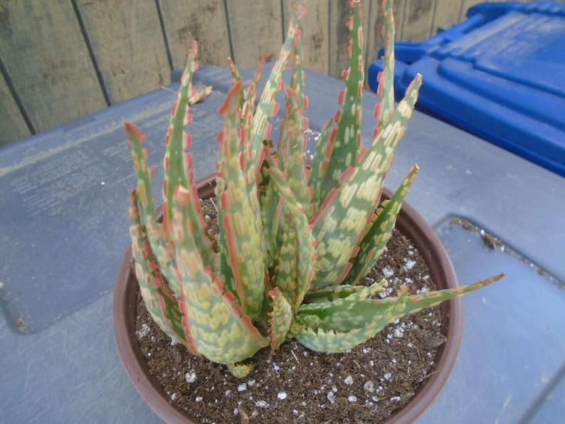 Puede incluir: Una planta de aloe variegada con hojas verdes, blancas y rosadas que crece en una maceta marr&oacute;n. La planta est&aacute; en primer plano.