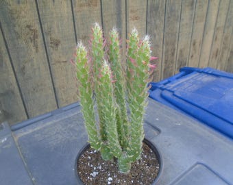 Three Opuntia "Desert Snow Pine" Plants, Fully Rooted, Cactus