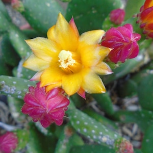 Opuntia Tacinga Inamoena &quot;Marlon&#39;s Dwarf&quot; Prickly Pear - One Pad
