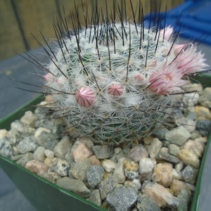 Mammillaria SP Ritteriana Cactus Plant, Fully Rooted, Prickly Cactus