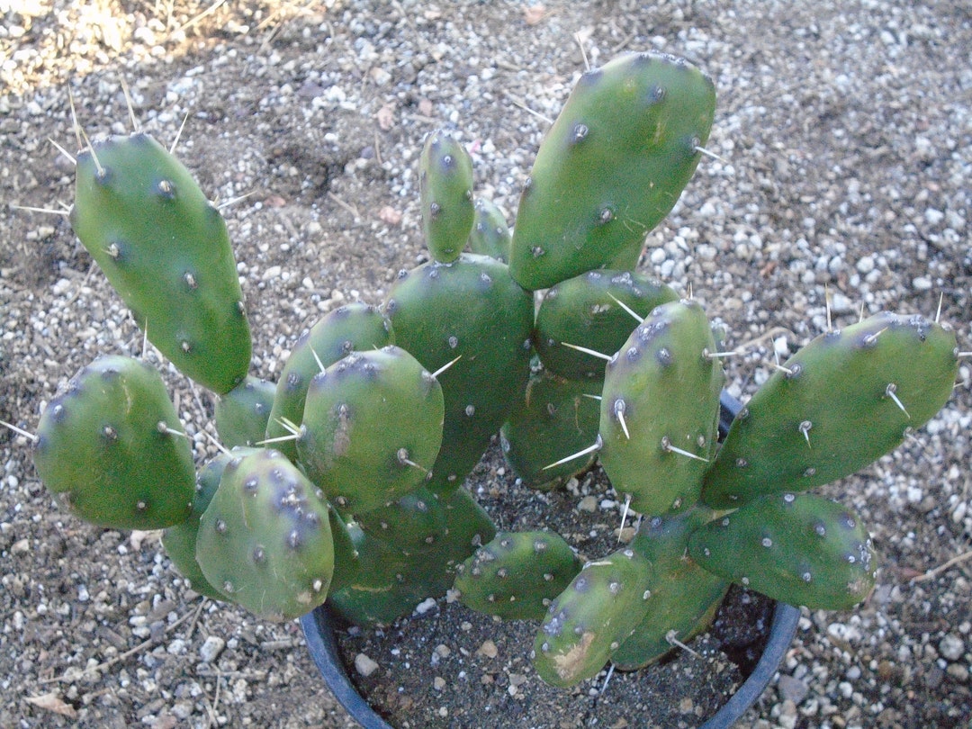 Opuntia Cochenillifera Variegated Prickly Pear – 1 Live Pad Cutting (Blue/Purple)
