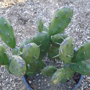 Opuntia &quot;FAT FINGERS&quot; - 1 Pad -Prickly Pear