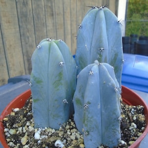 Desert Blue Candle Cactus, 3 Plants, AKA Blue Myrtle Cactus, Branching Tree Like Cactus, Fully Rooted