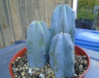 Desert Blue Candle Cactus, 3 Plants, AKA Blue Myrtle Cactus, Branching Tree Like Cactus, Fully Rooted