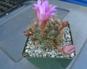 Lobivia Wrightiana Cactus Plant, Fully Rooted,  AKA Echinopsis Backebergii