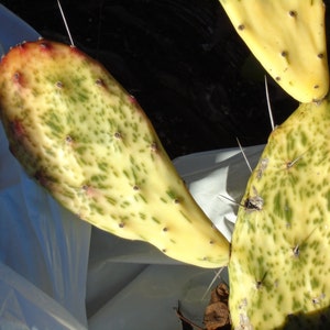 May include: Close-up of a prickly pear cactus with yellow-green skin and red spots. The cactus is partially covered by a white plastic bag.