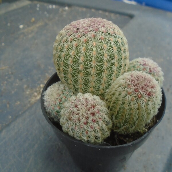 Exact 5 Small Rosey Hedgehog Cactus, Fully Rooted, Echinocereus Rigidissimus Rubrispinus  SP3 Each Listing Different