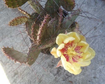 Exact 3 Plants, Opuntia Sapphire Wave Plants, Fully Rooted Prickly Pear Cactus,   E  Each Listing Is Different
