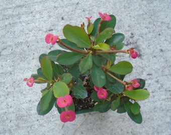 Euphorbia Milii Rot Stecklinge 15 cm Schneiden Sukkulenten Plant Buy 2 Get 1 Euphorbia Milii Rot Stecklinge 15 cm Schneiden Sukkulenten Plant Buy 2 Get 1