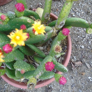 Opuntia Tacinga Inamoena Marlon's Dwarf Prickly Pear 2 Pads image 4