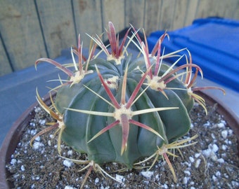 Exact Devils Tongue Barrel Cactus - Ferocactus Latispinus - Fully Rooted Plant   Barrel Cactus 1T Plus
