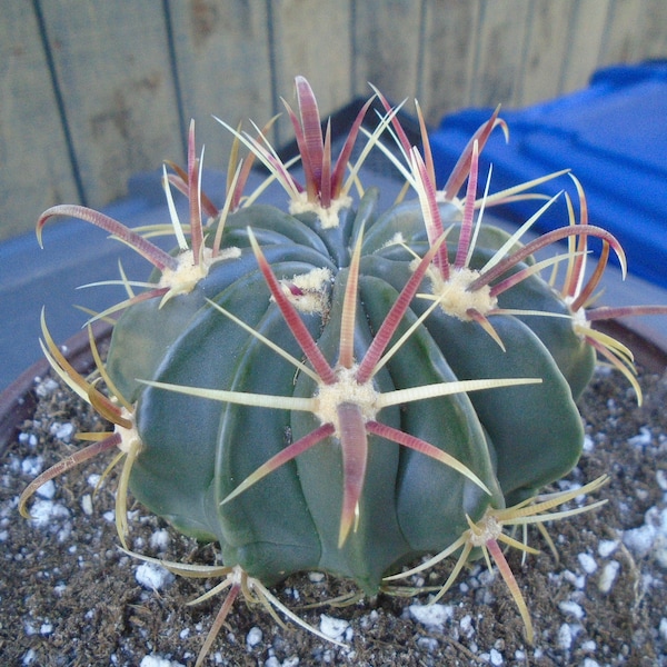 Exact Devils Tongue Barrel Cactus - Ferocactus Latispinus - Fully Rooted Plant   Barrel Cactus 1T Plus