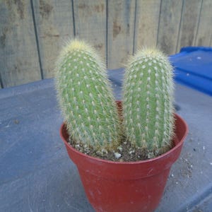 Exact 2 Cleistocactus Tupizensis Plants, Fully Rooted, Columnar Type Cactus 114,  Each Listing Different